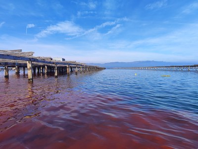 Tercera campanya de Rodamina WT a la Badia del Fangar (Delta de l’Ebre)